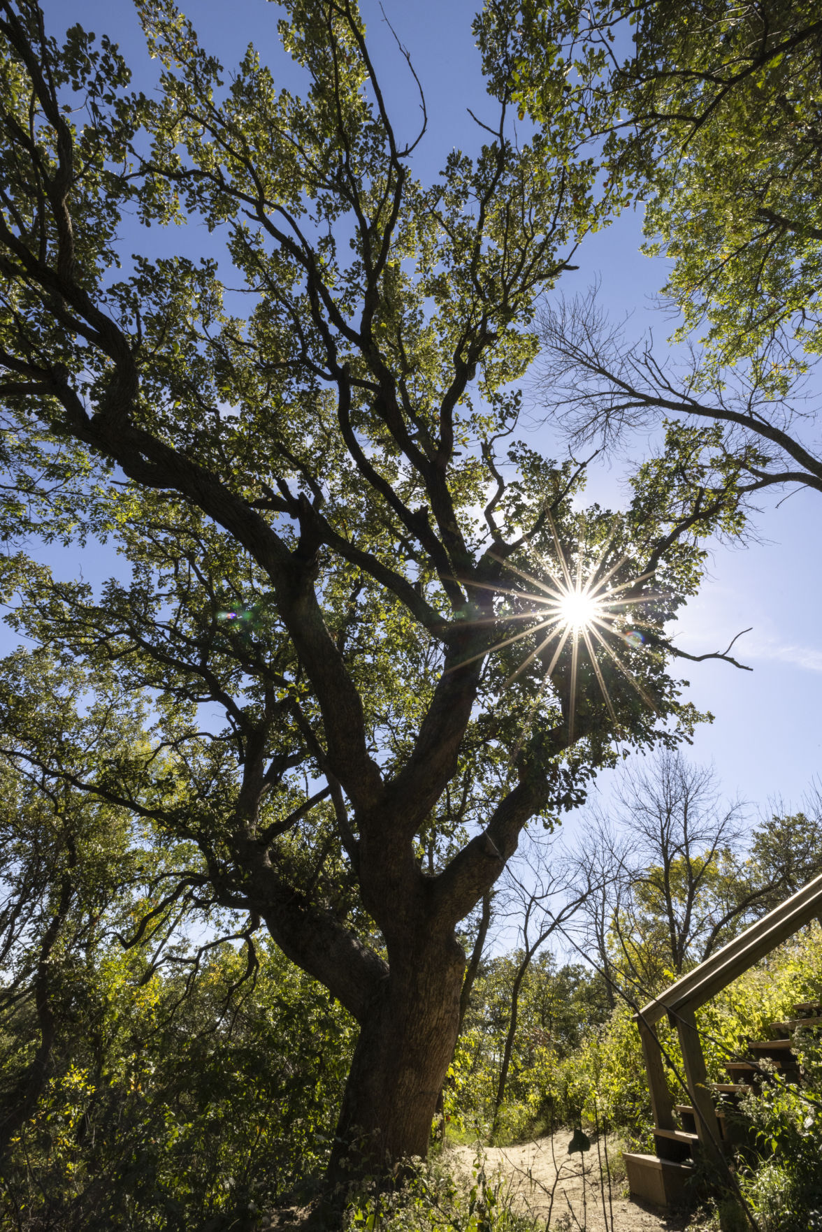 Old oak tree in Ponca State Park